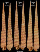 Terebra liuzzii