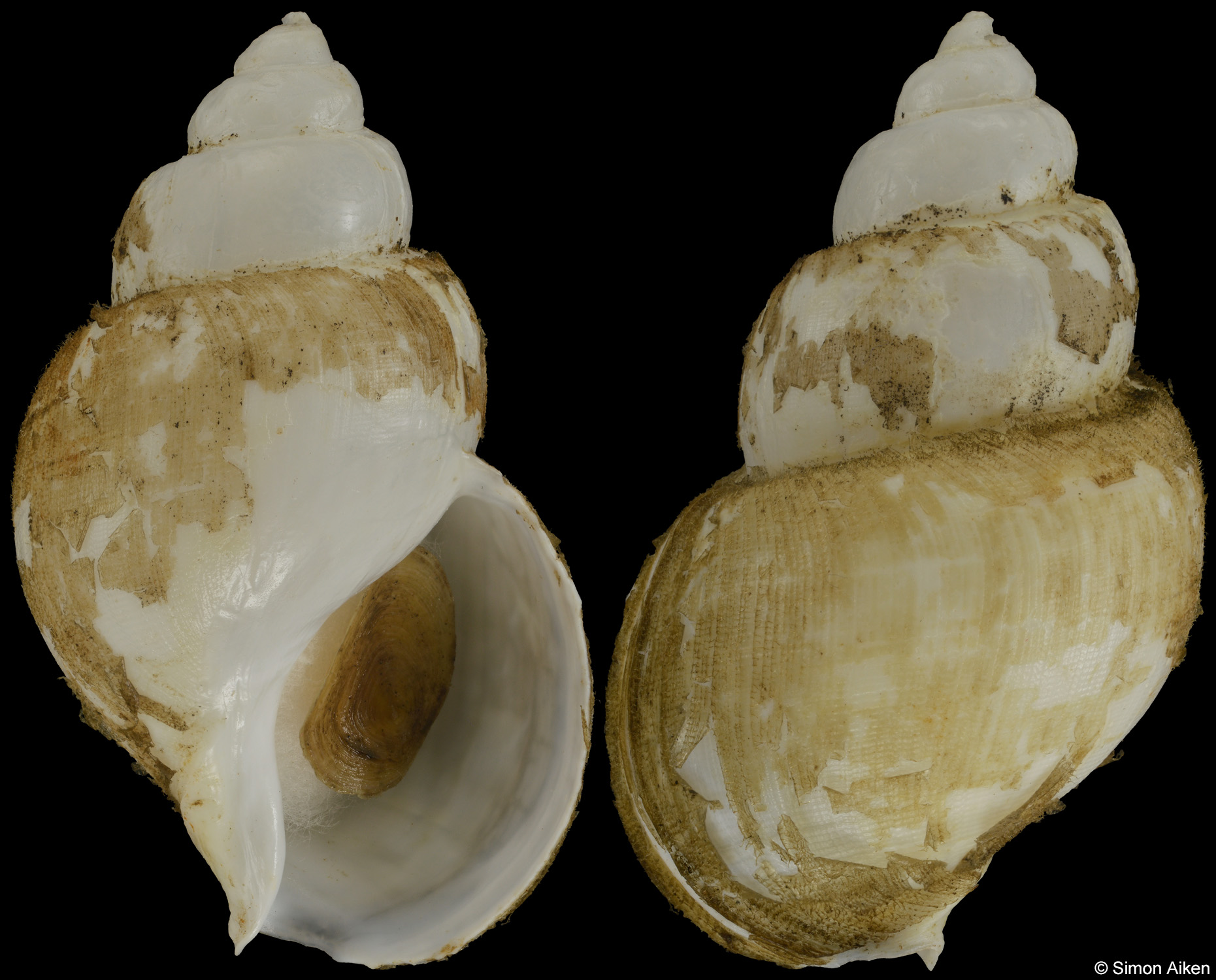Buccinum kushiroense