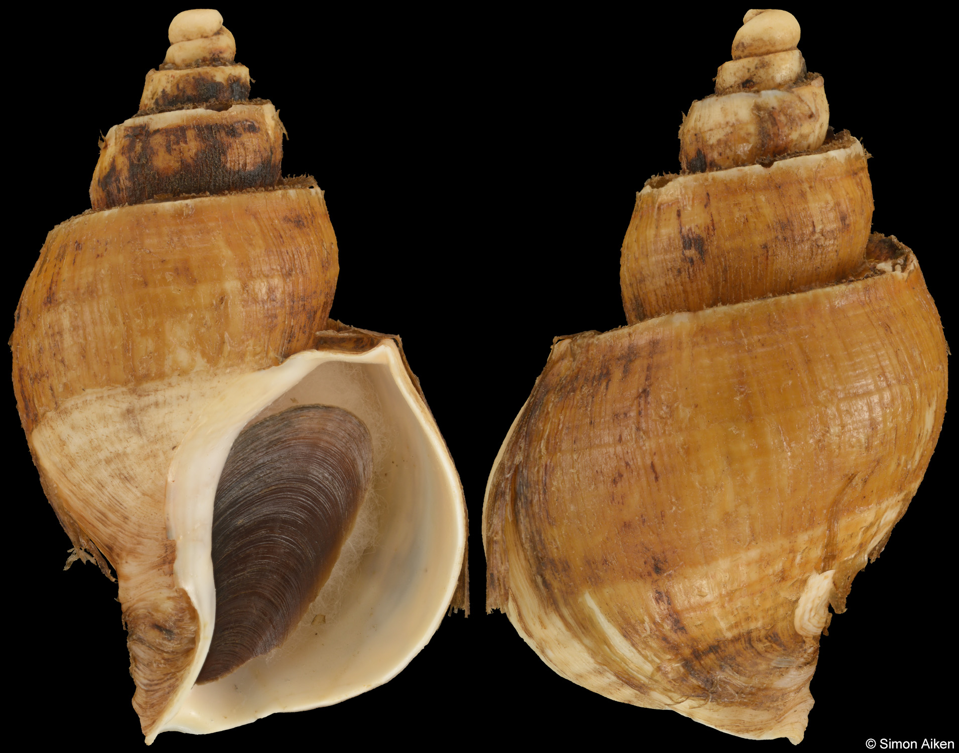 Japelion latus