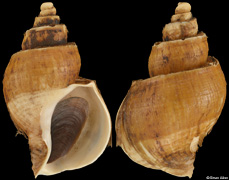 Japelion latus