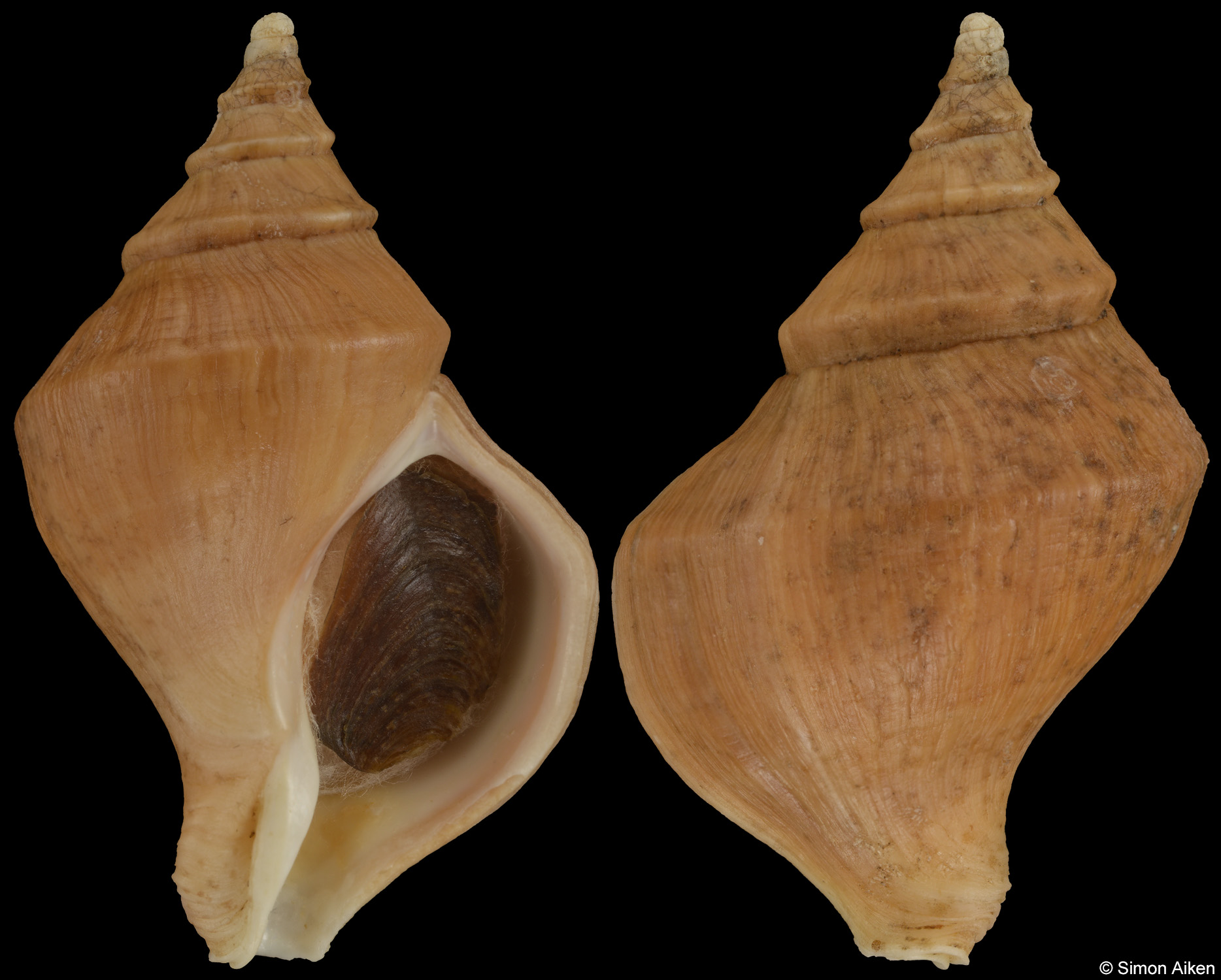 Neptunea magnanimita