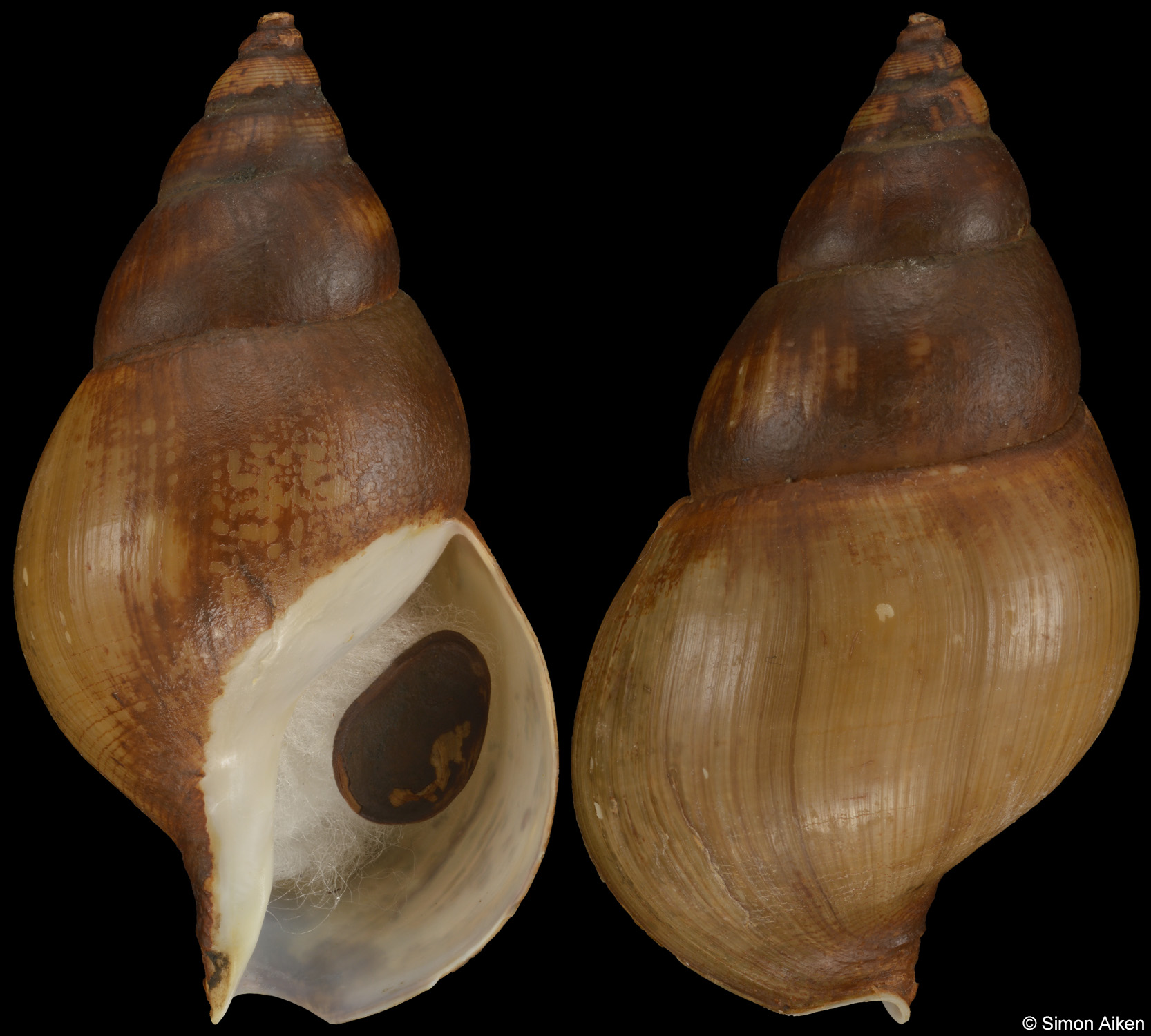 Buccinum bombycinum