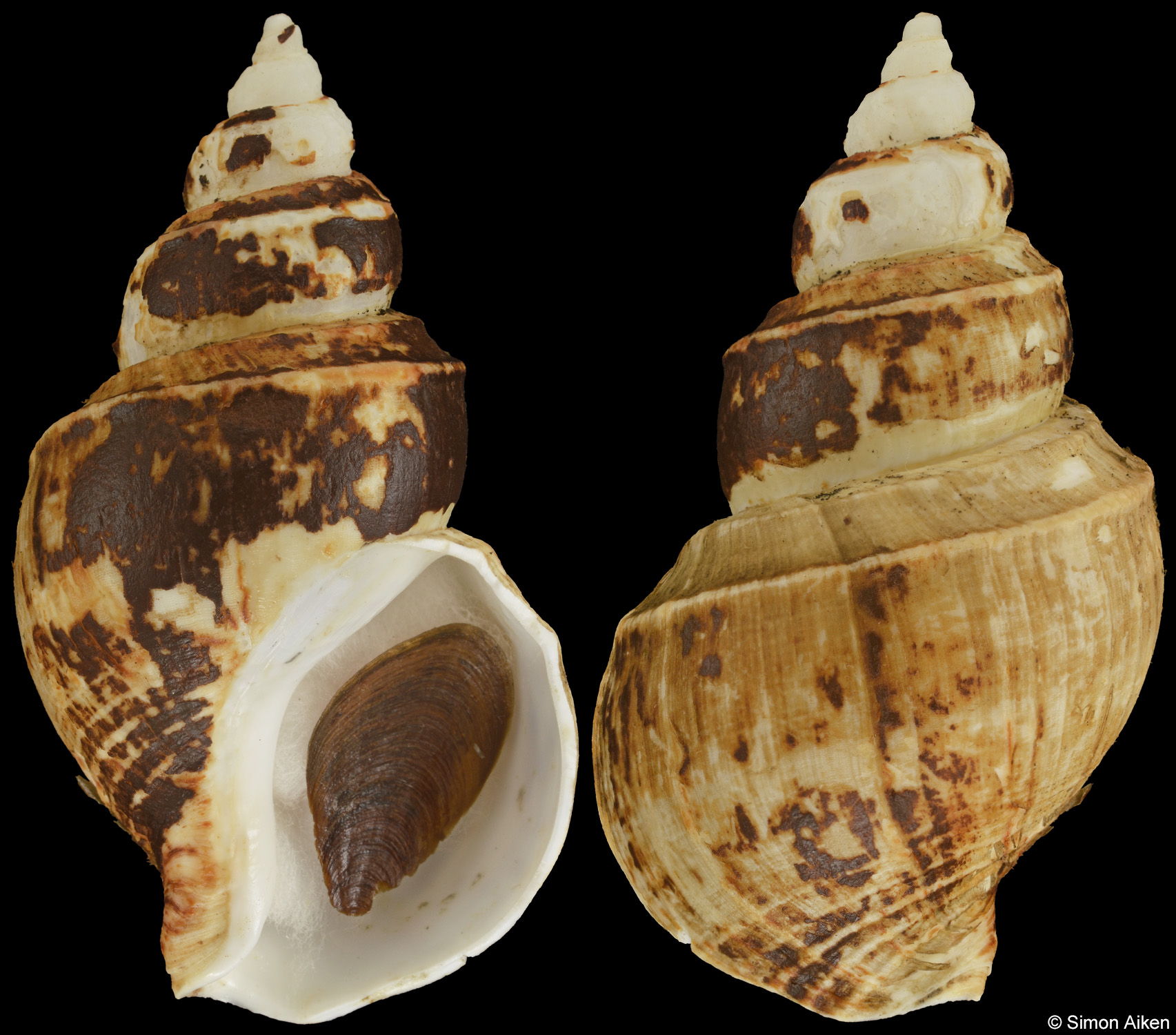 Clinopegma magnum unicum