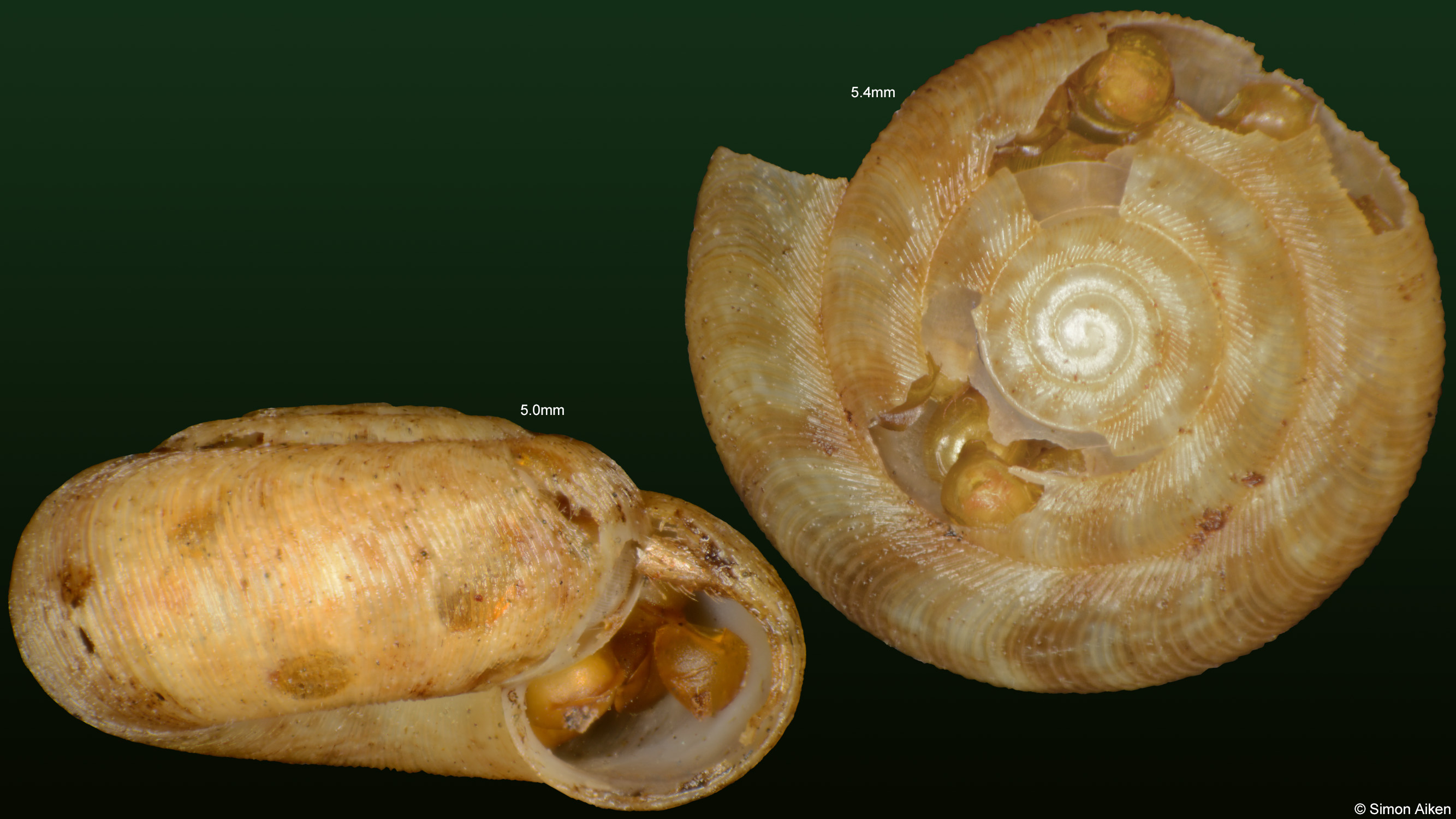 Cavellia sterkiana