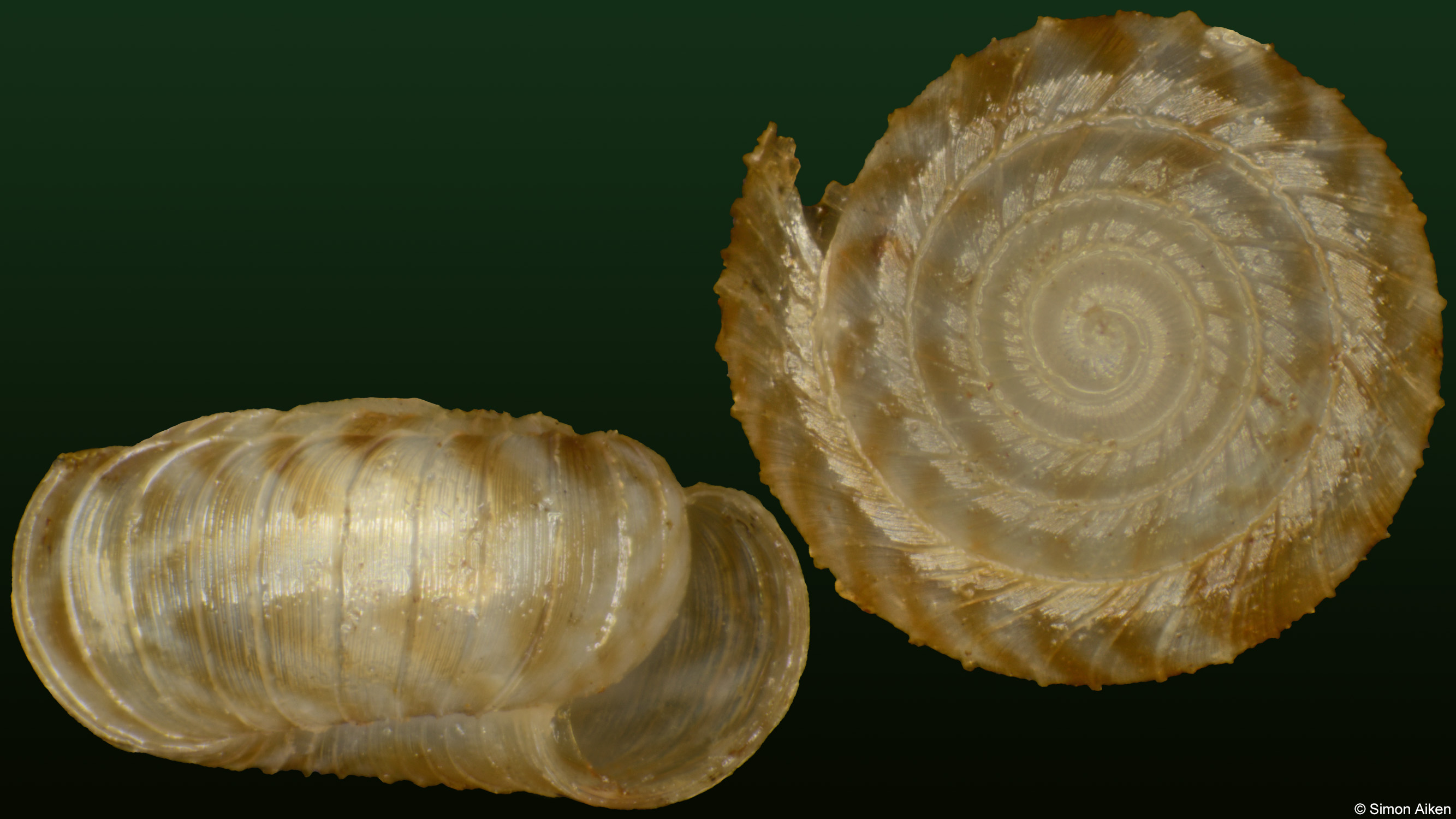 Cavellia mutabilis