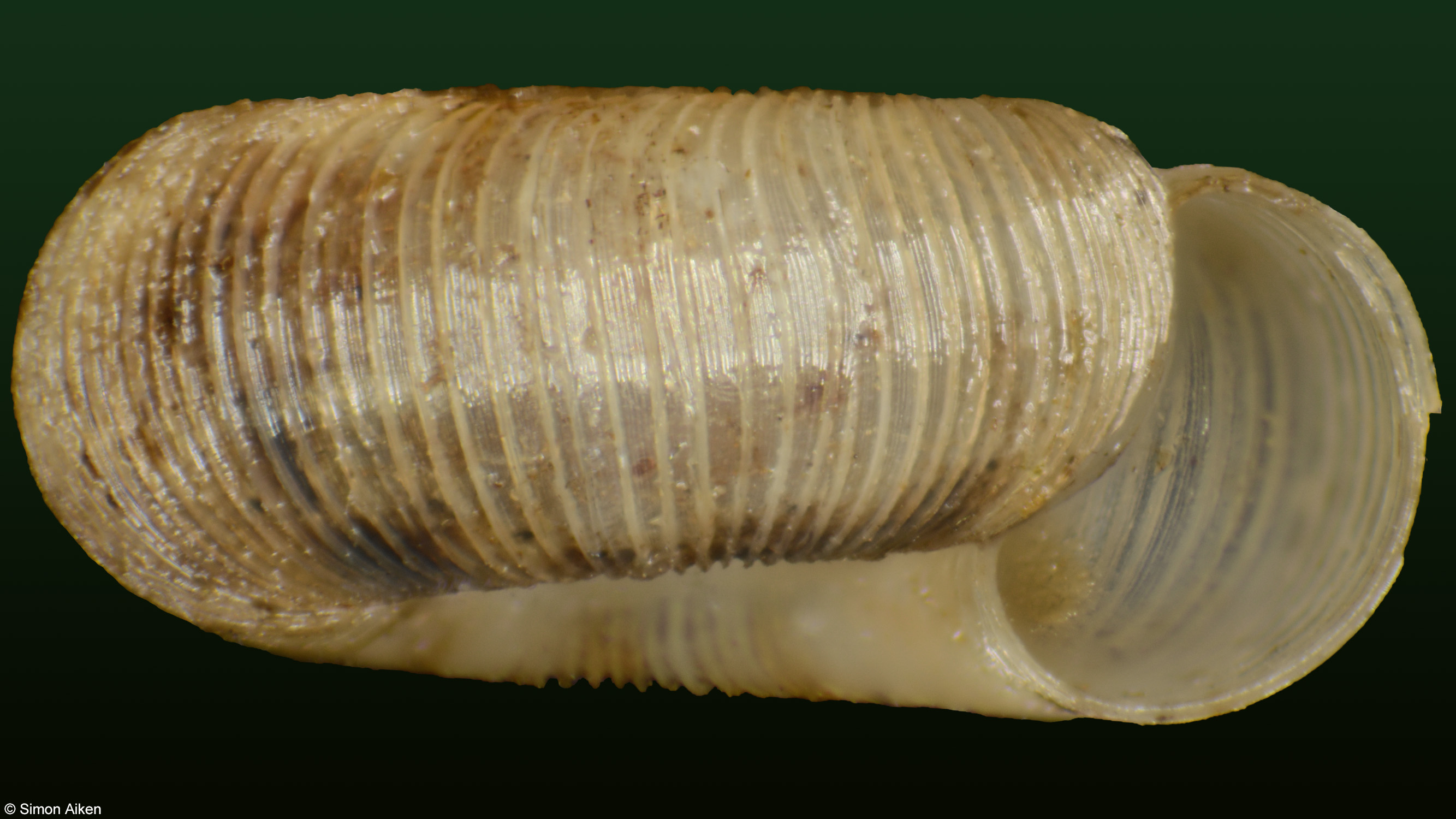 Cavellia anguicula
