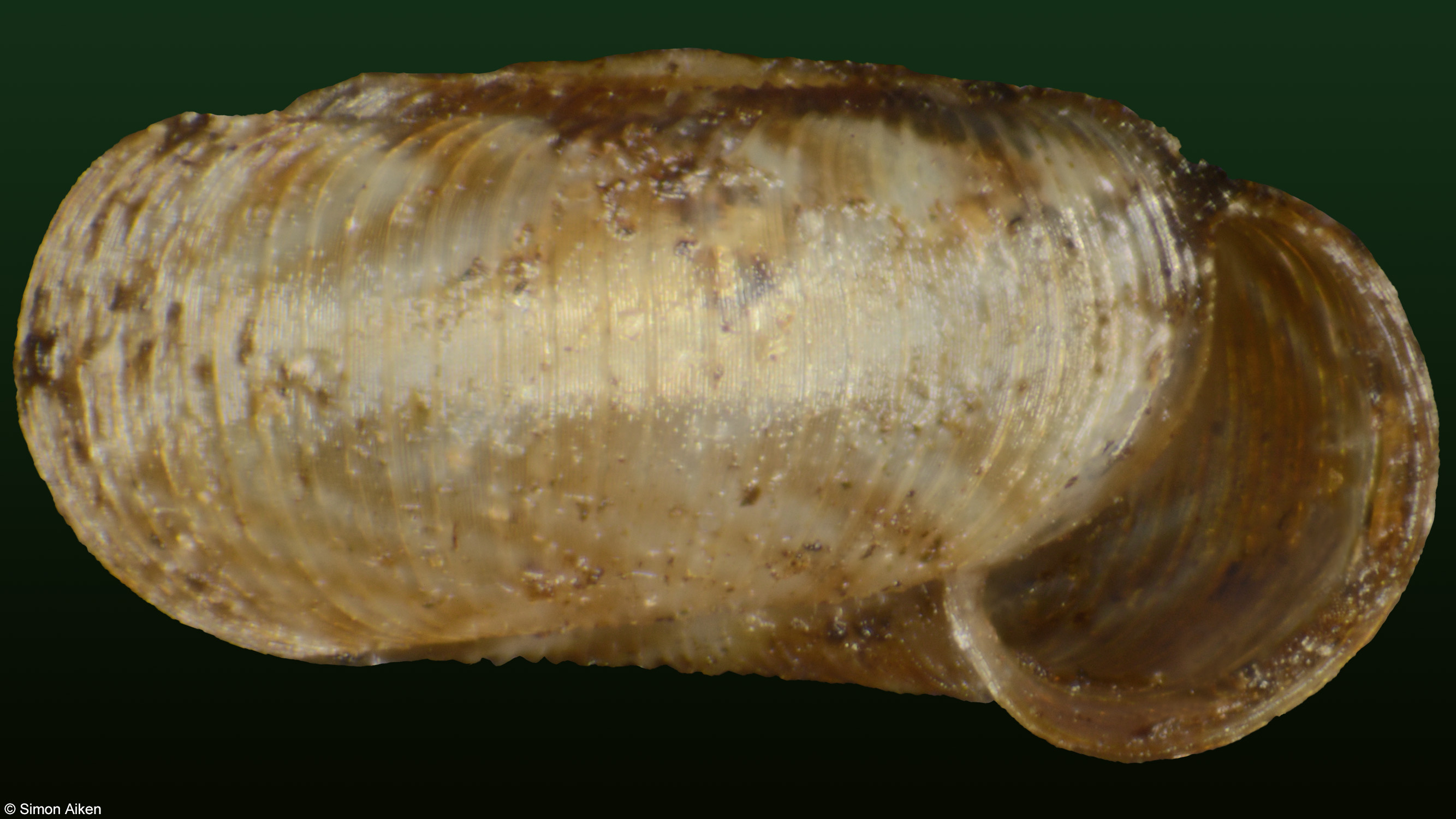 Cavellia tapirina