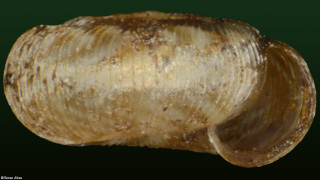 Cavellia tapirina