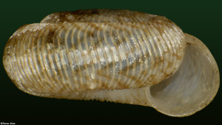 Cavellia reeftonensis