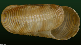 Cavellia buccinella