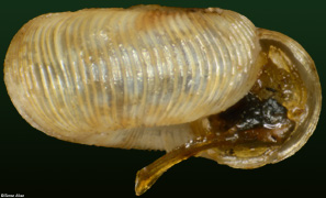 Cavellia delli