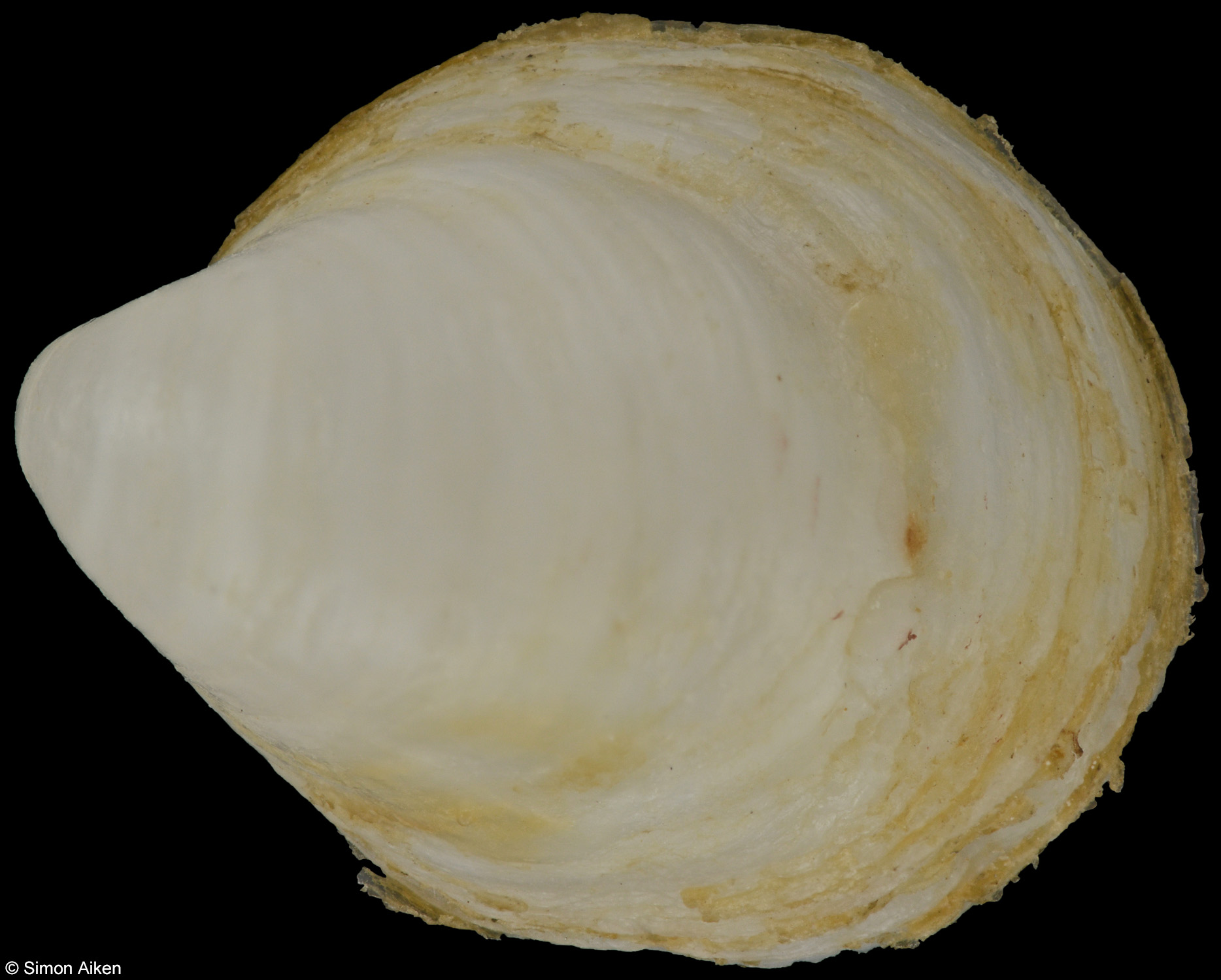 Hipponix calcareum