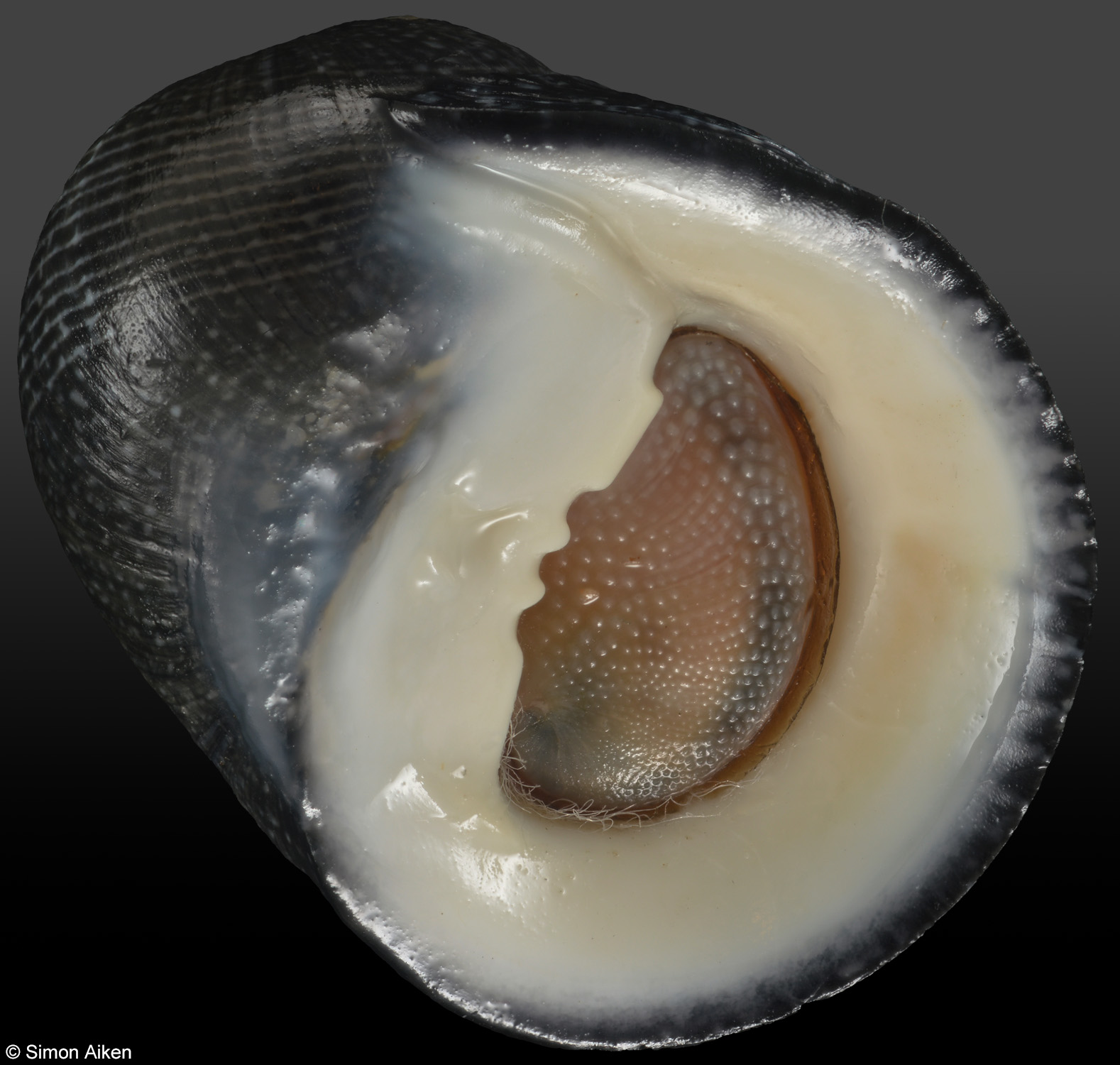 Nerita melanotragus