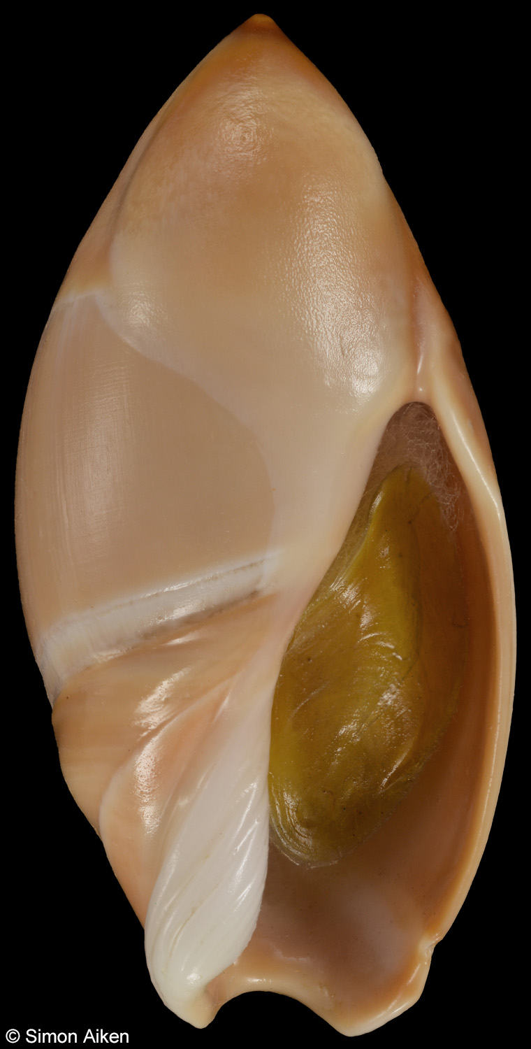 Amalda mucronata