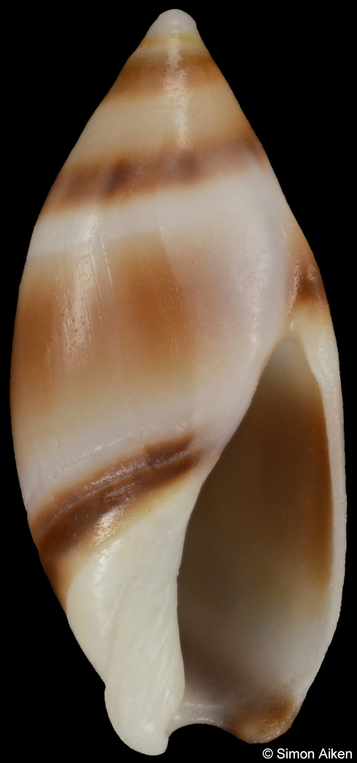 Amalda northlandica