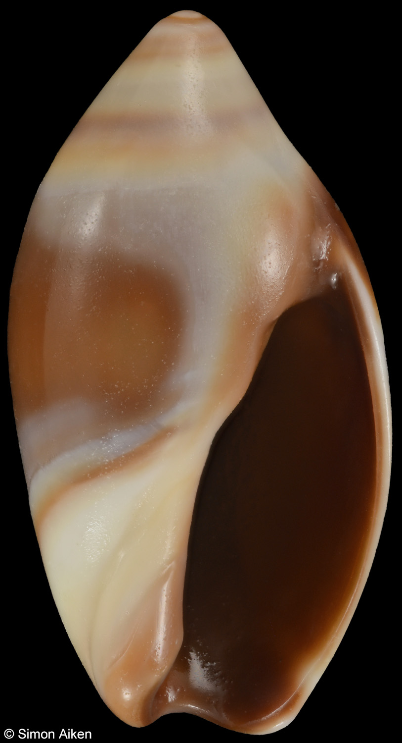 Amalda depressa