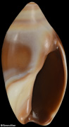 Amalda depressa