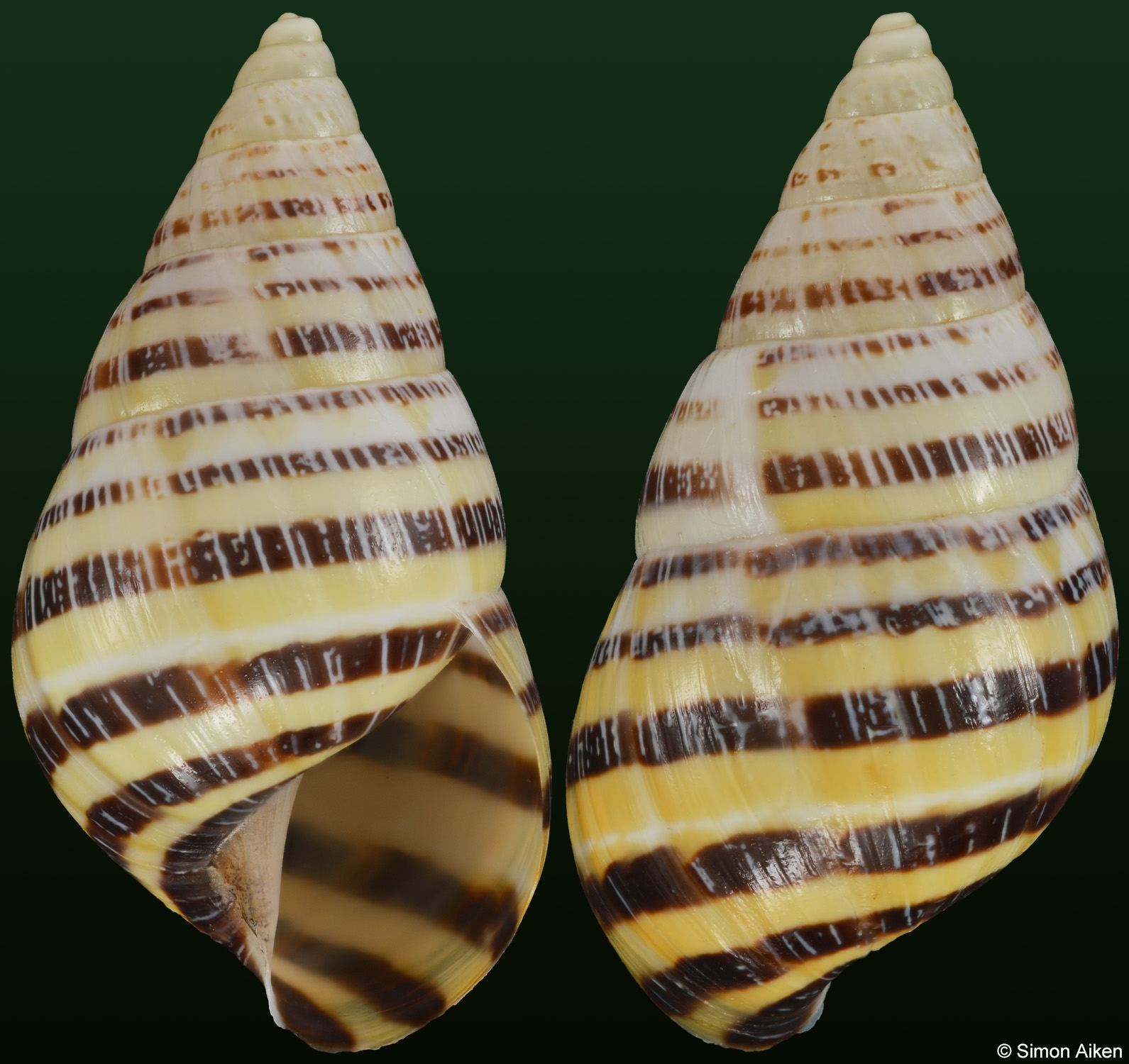 Mesembrinus mexicanus