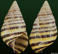 Mesembrinus mexicanus