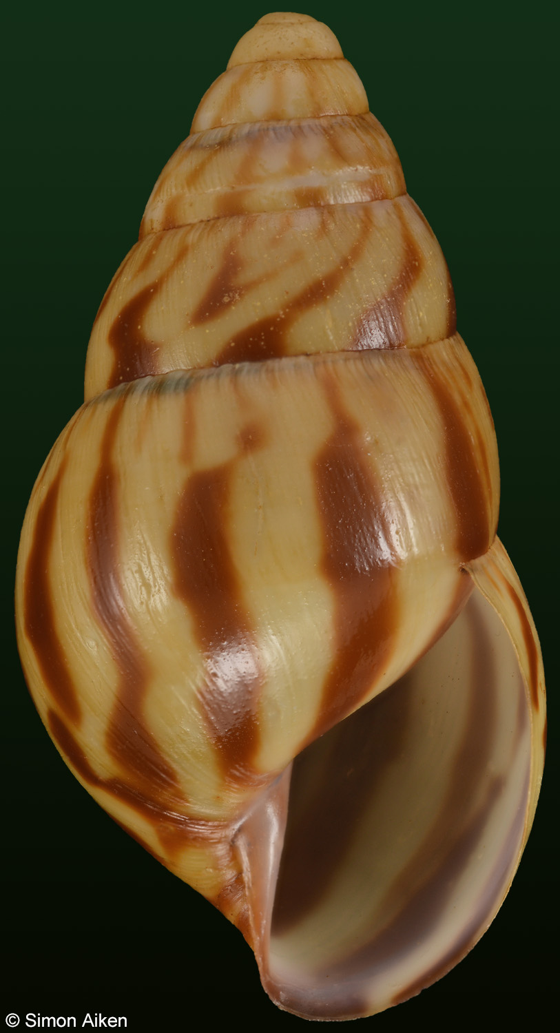 Limicolaria felina zebra