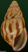 Limicolaria felina zebra