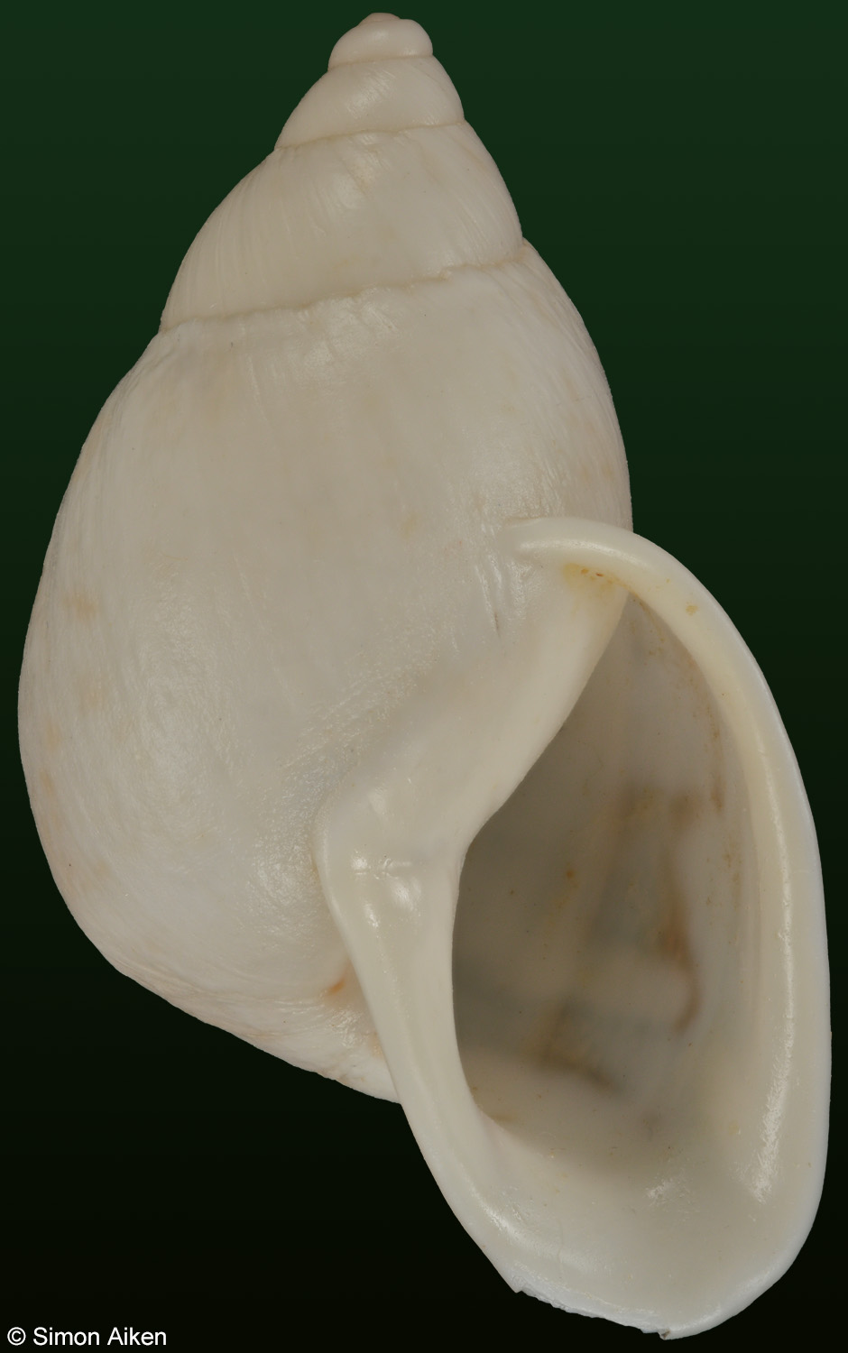Cochlorina aurismuris