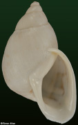 Cochlorina aurismuris