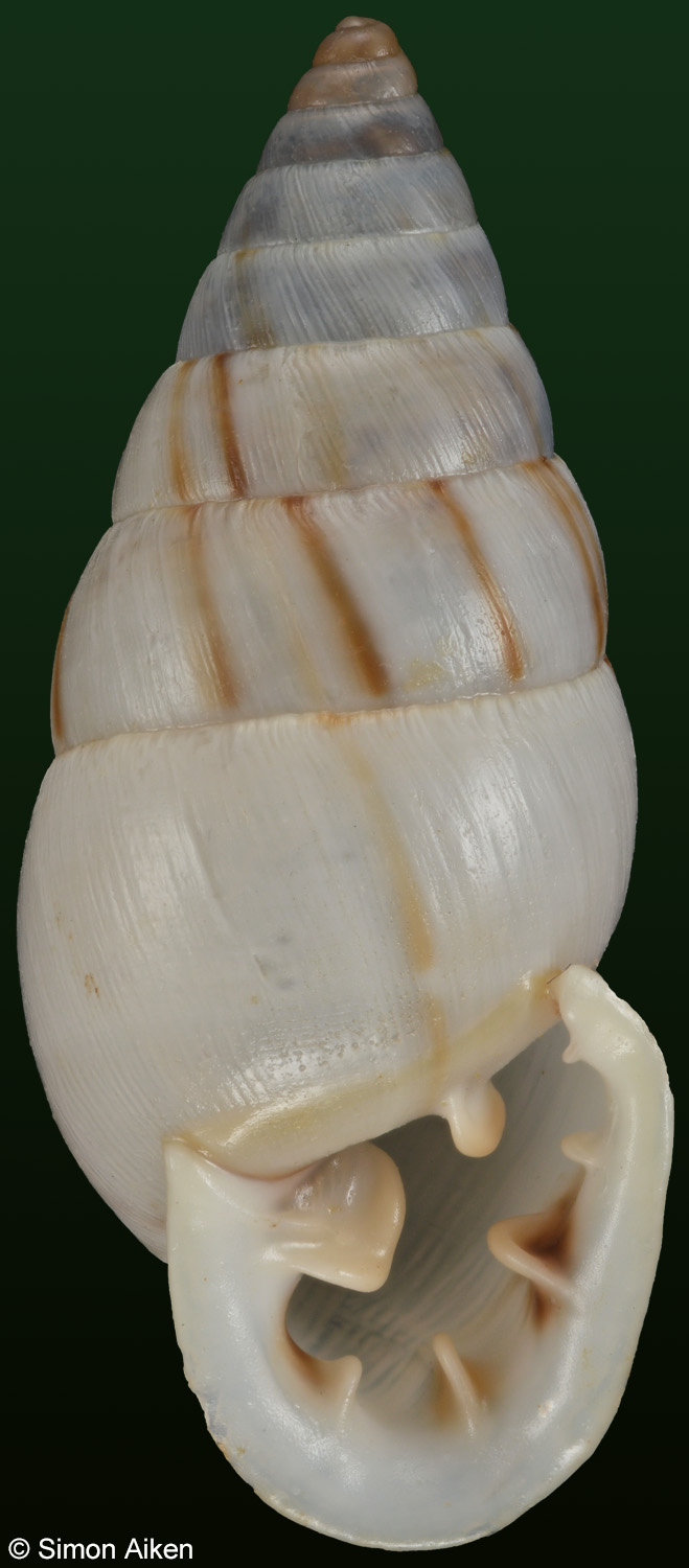 Cyclodontina inflata