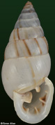 Cyclodontina inflata