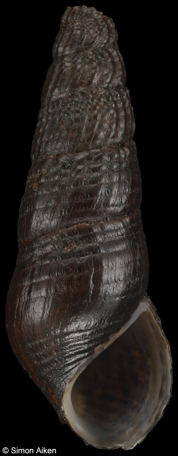 Doryssa tapajozensis