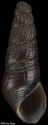 Doryssa tapajozensis