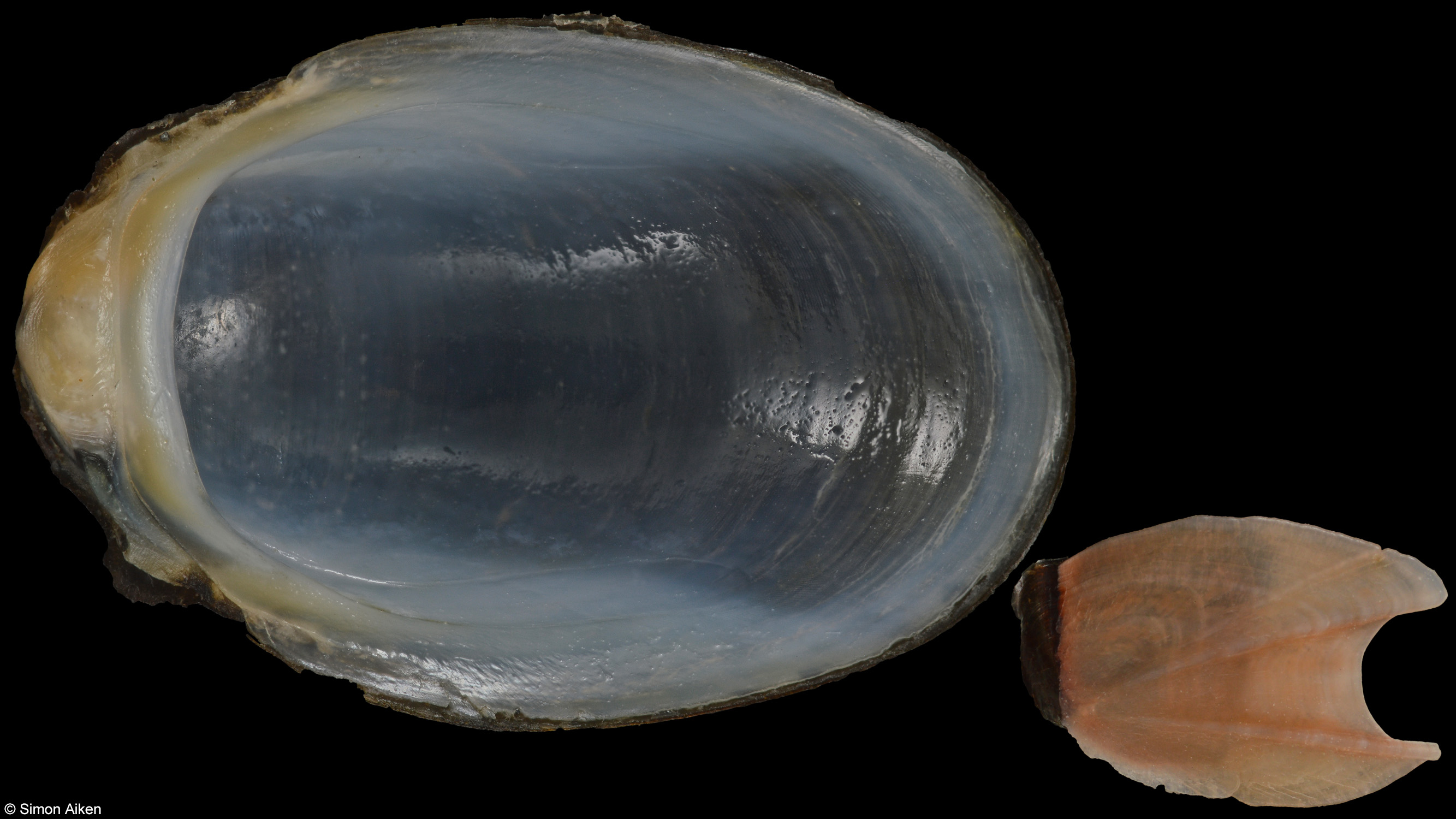Septaria sanguisuga