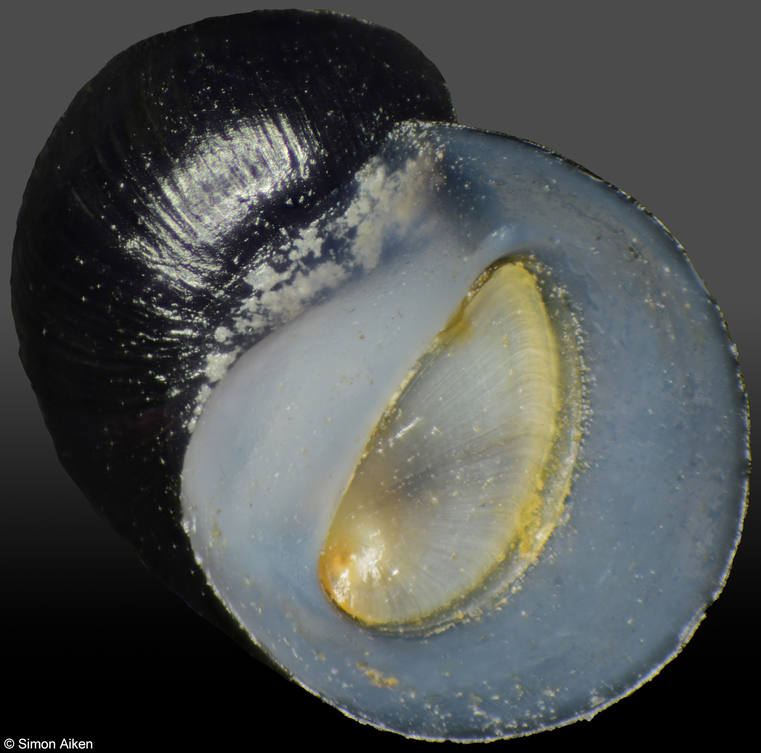 Theodoxus prevostianus