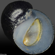Theodoxus prevostianus