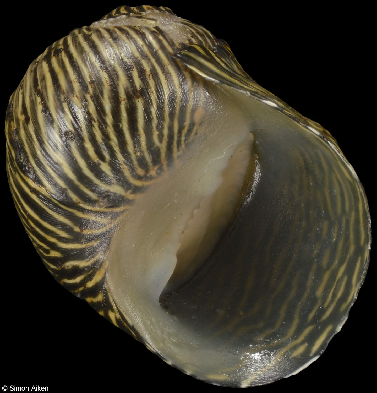 Clithon celatum