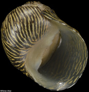 Clithon celatum