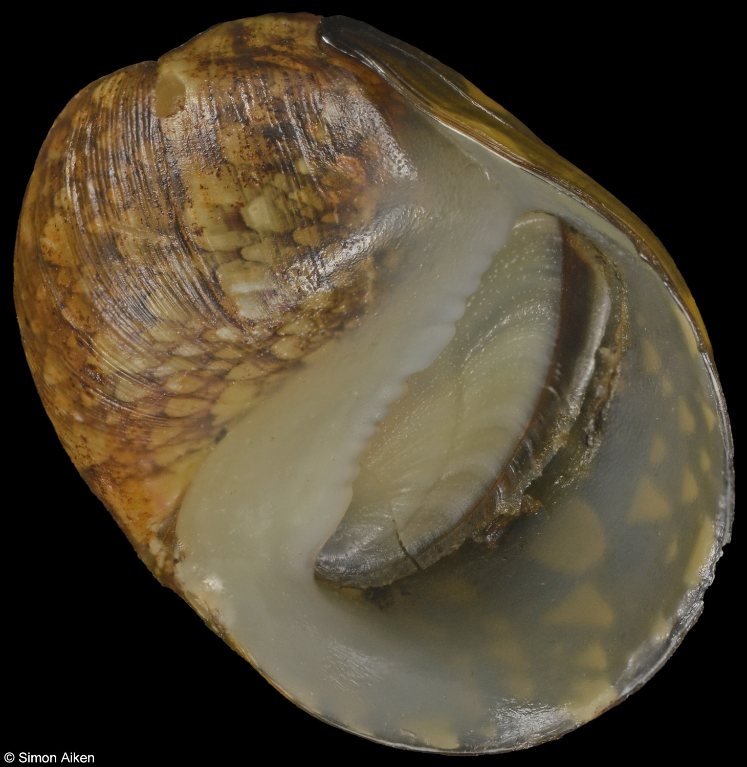 Neritina knorri