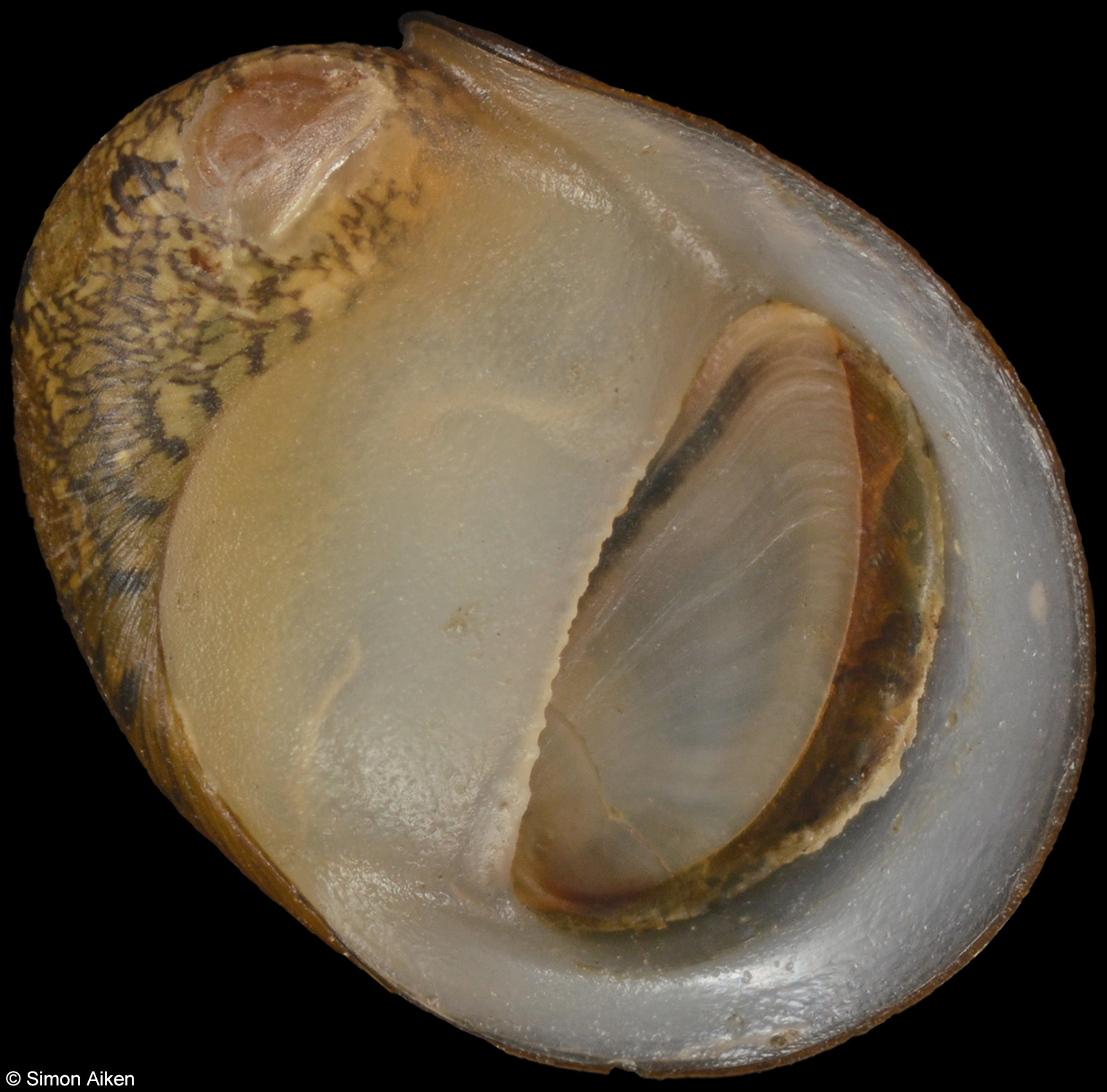 Neritina canalis