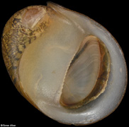 Neritina canalis