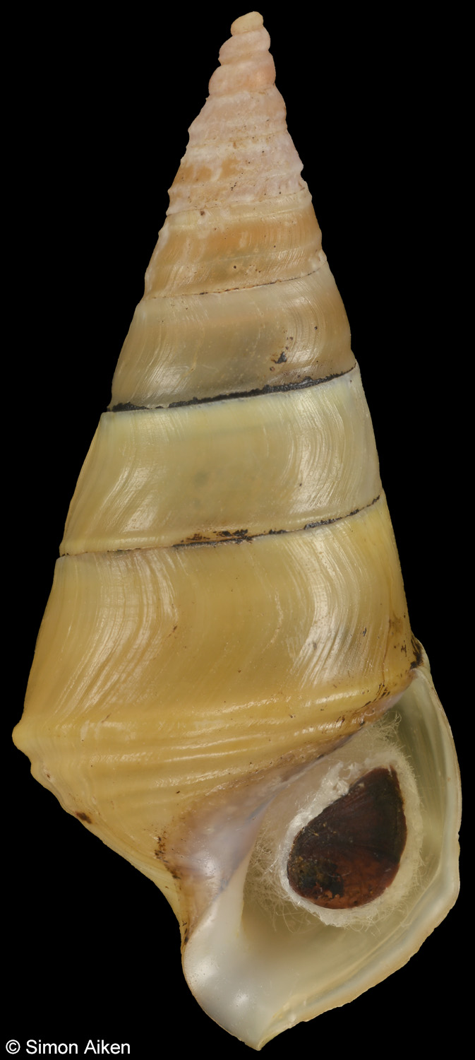 Pleurocera nobilis