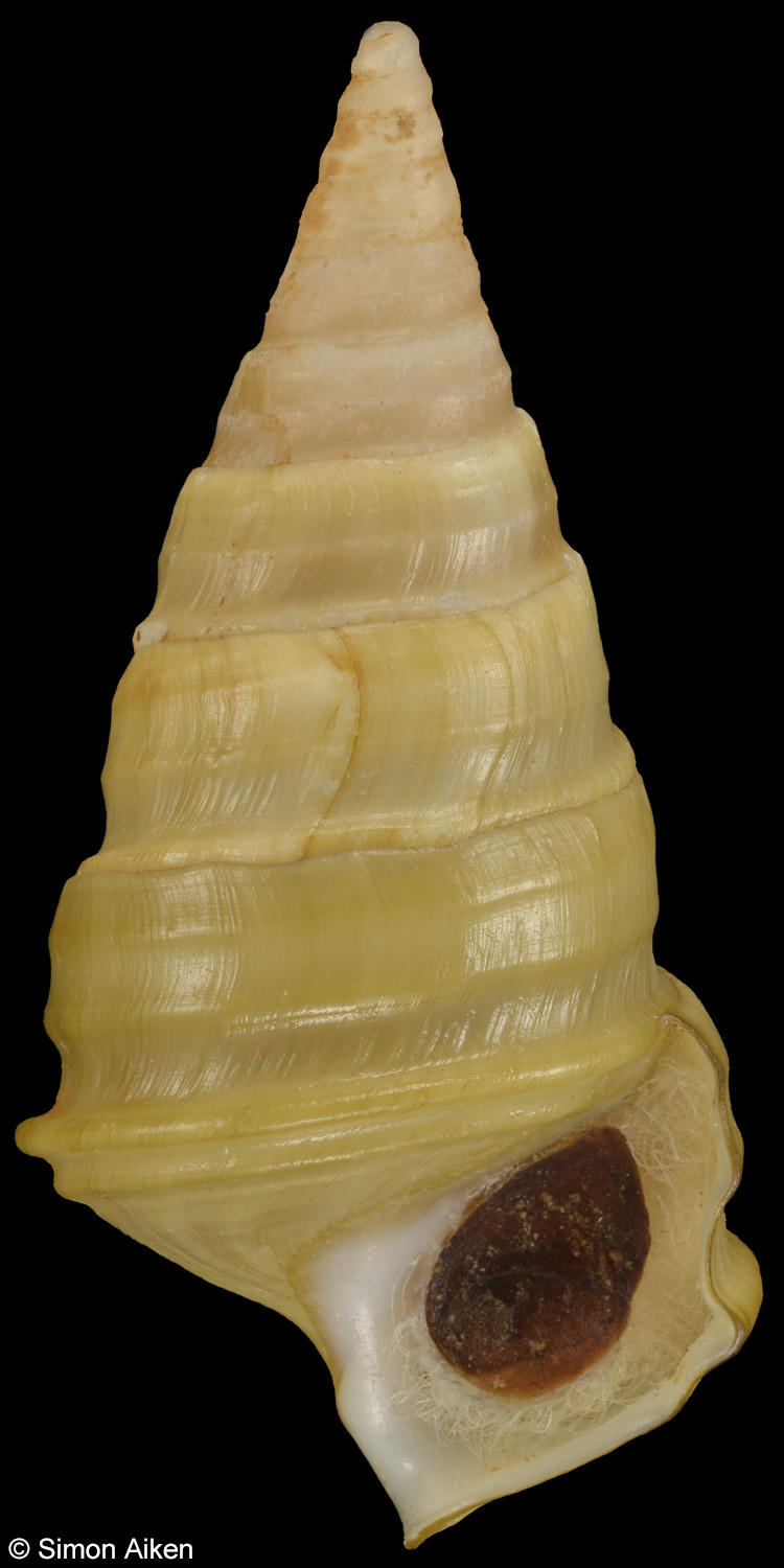 Pleurocera canaliculata