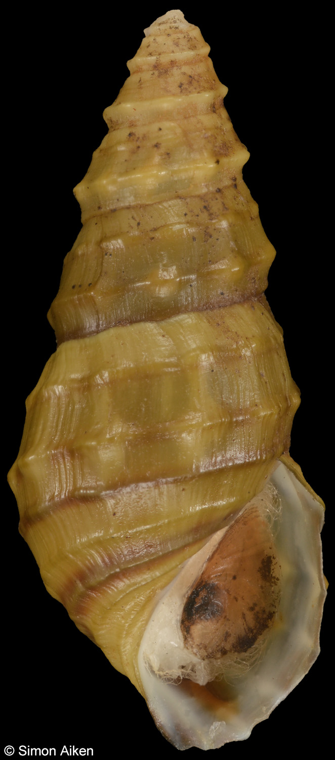 Elimia catenaria