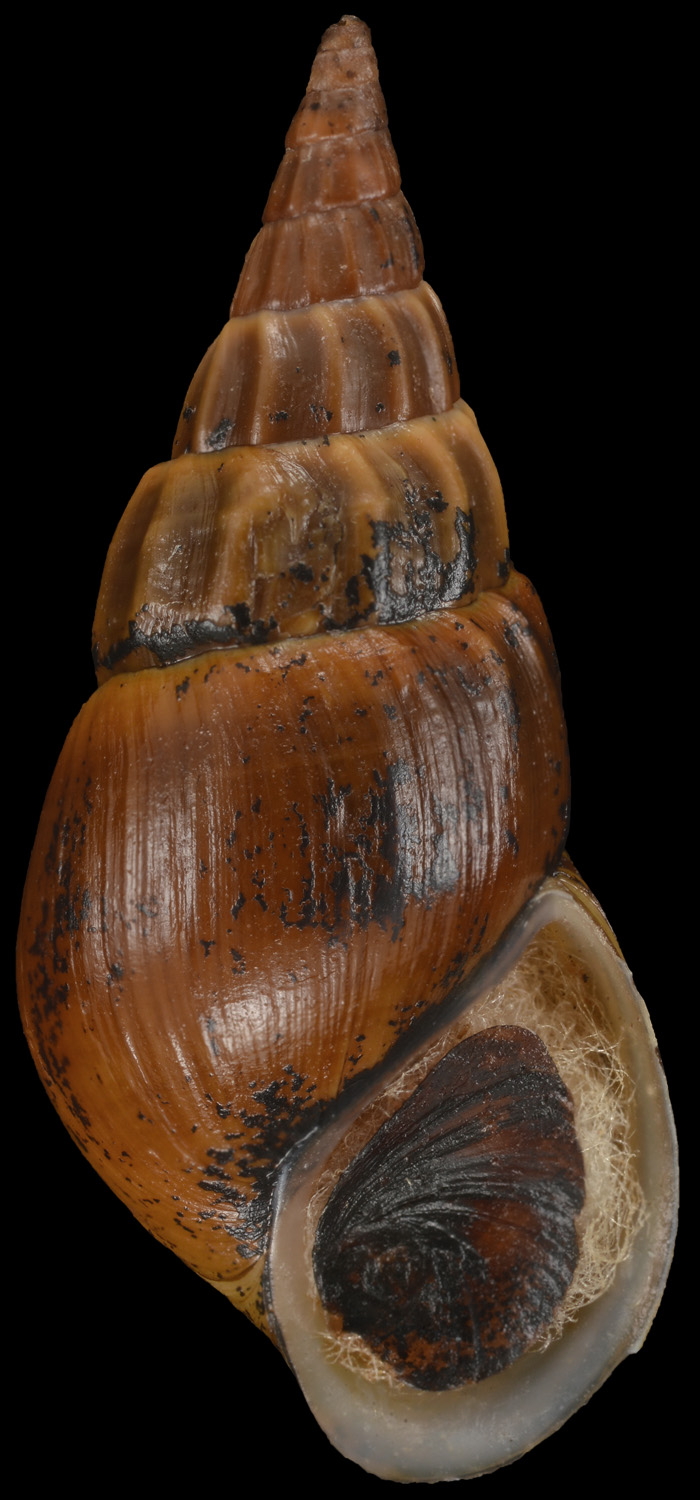 Elimia clavaeformis