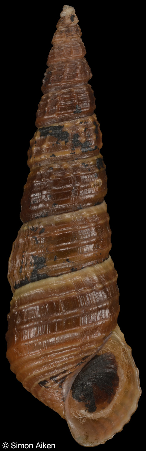 Elimia sp.