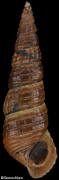 Elimia sp.