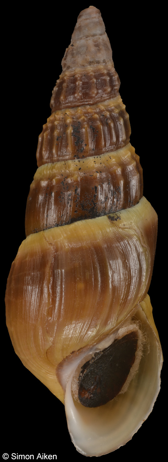 Elimia edgariana