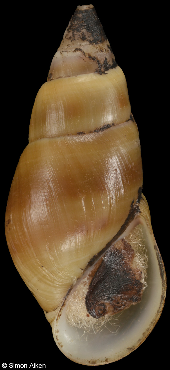 Elimia livescens