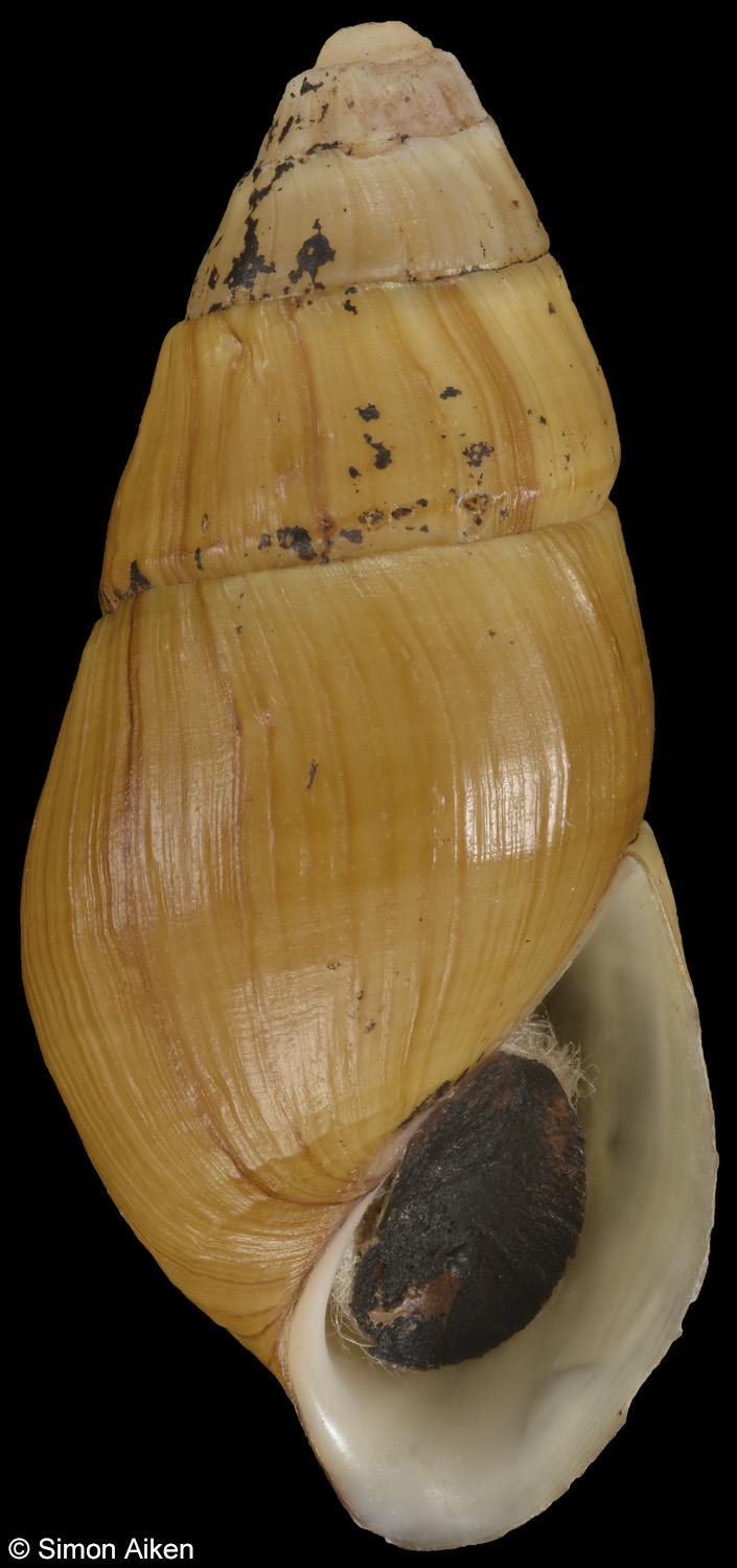 Elimia modesta gerhardtii