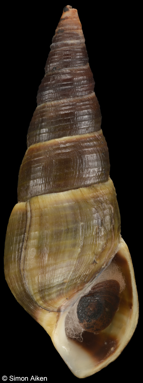 Elimia virginica
