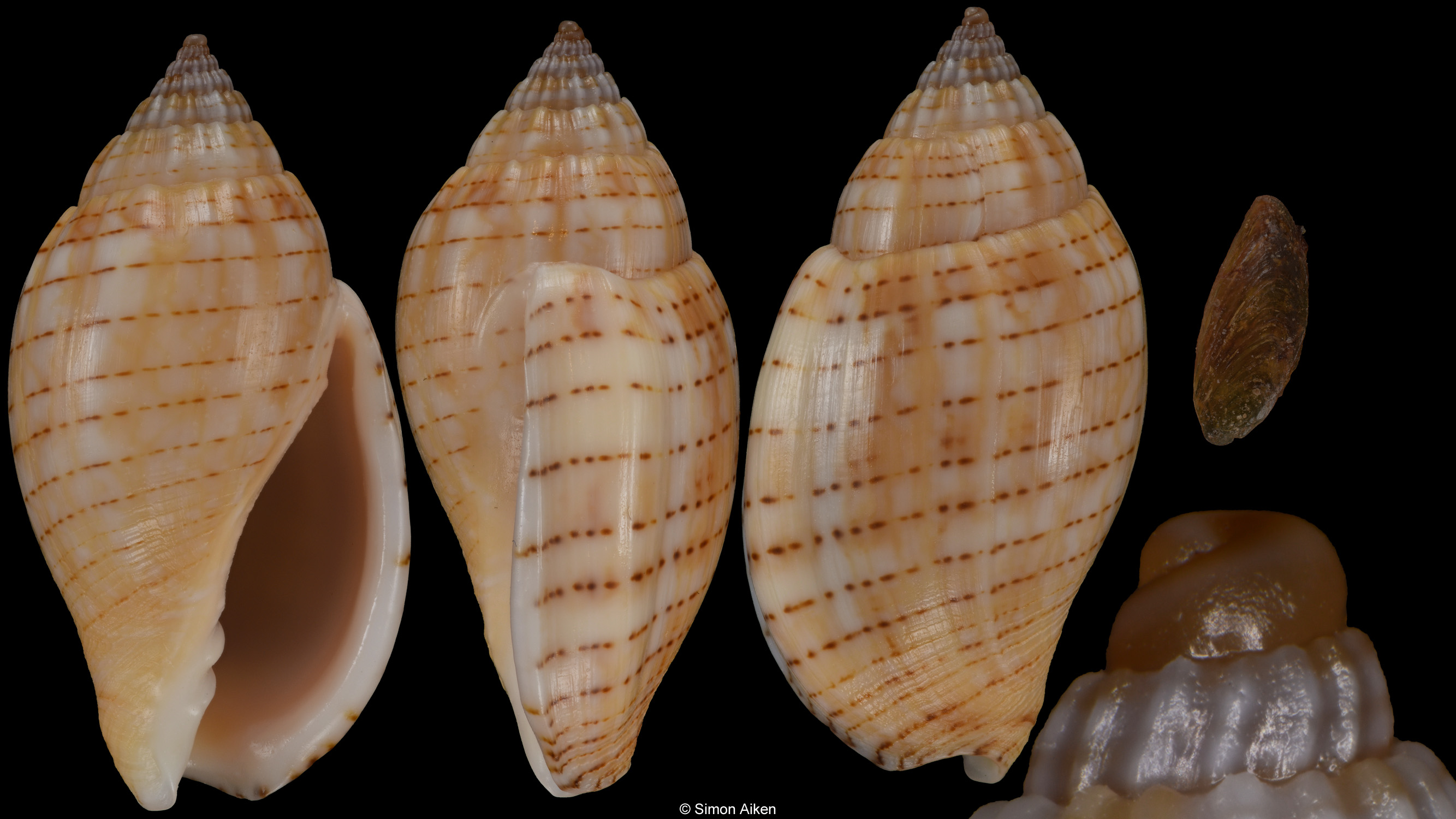 Lyria deliciosa